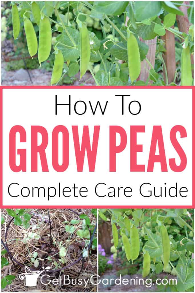 How To Grow Peas Complete Care Guide
