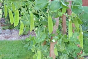 Peas growing on a plant in my garden