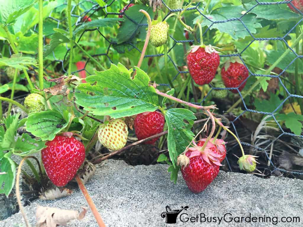 Strawberries growing on a plant in my garden