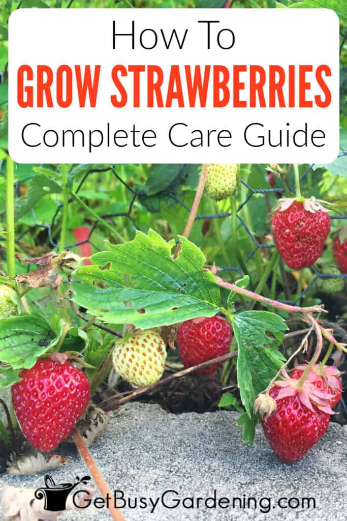 How To Grow Strawberries Complete Care Guide