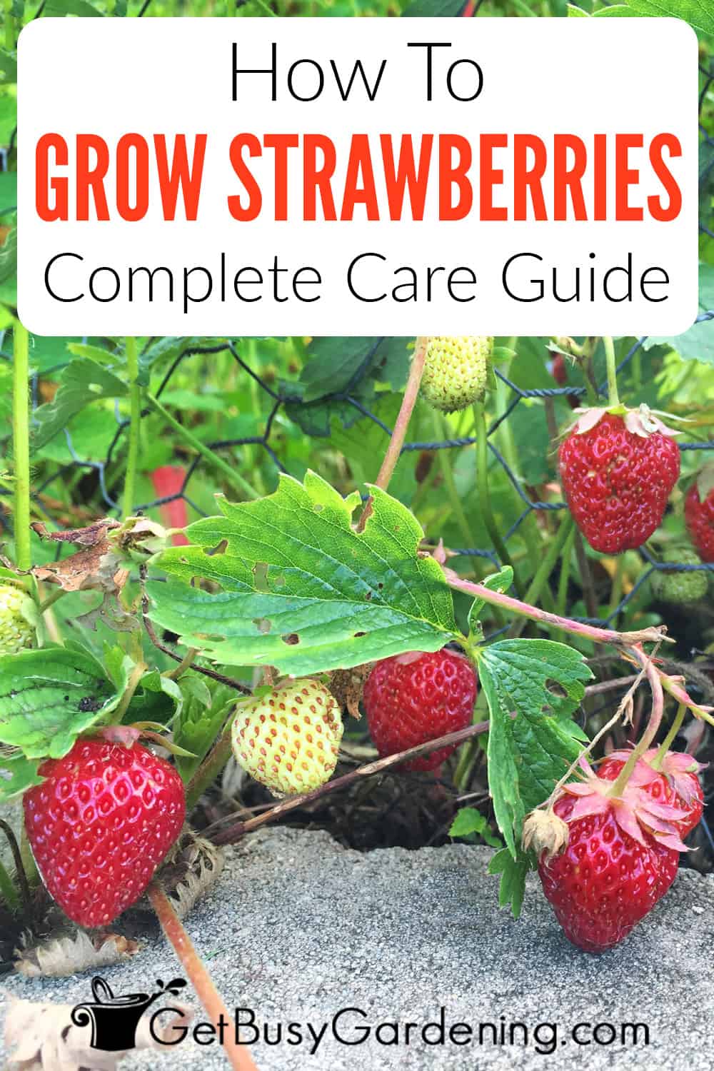 Growing Strawberries - The Complete How To Guide - Get Busy Gardening