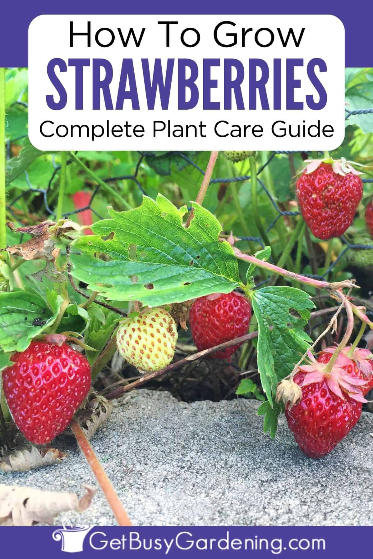 Growing Strawberries - The Complete How To Guide - Get Busy Gardening