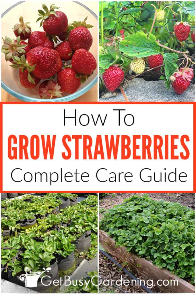 How To Grow Strawberries Complete Care Guide