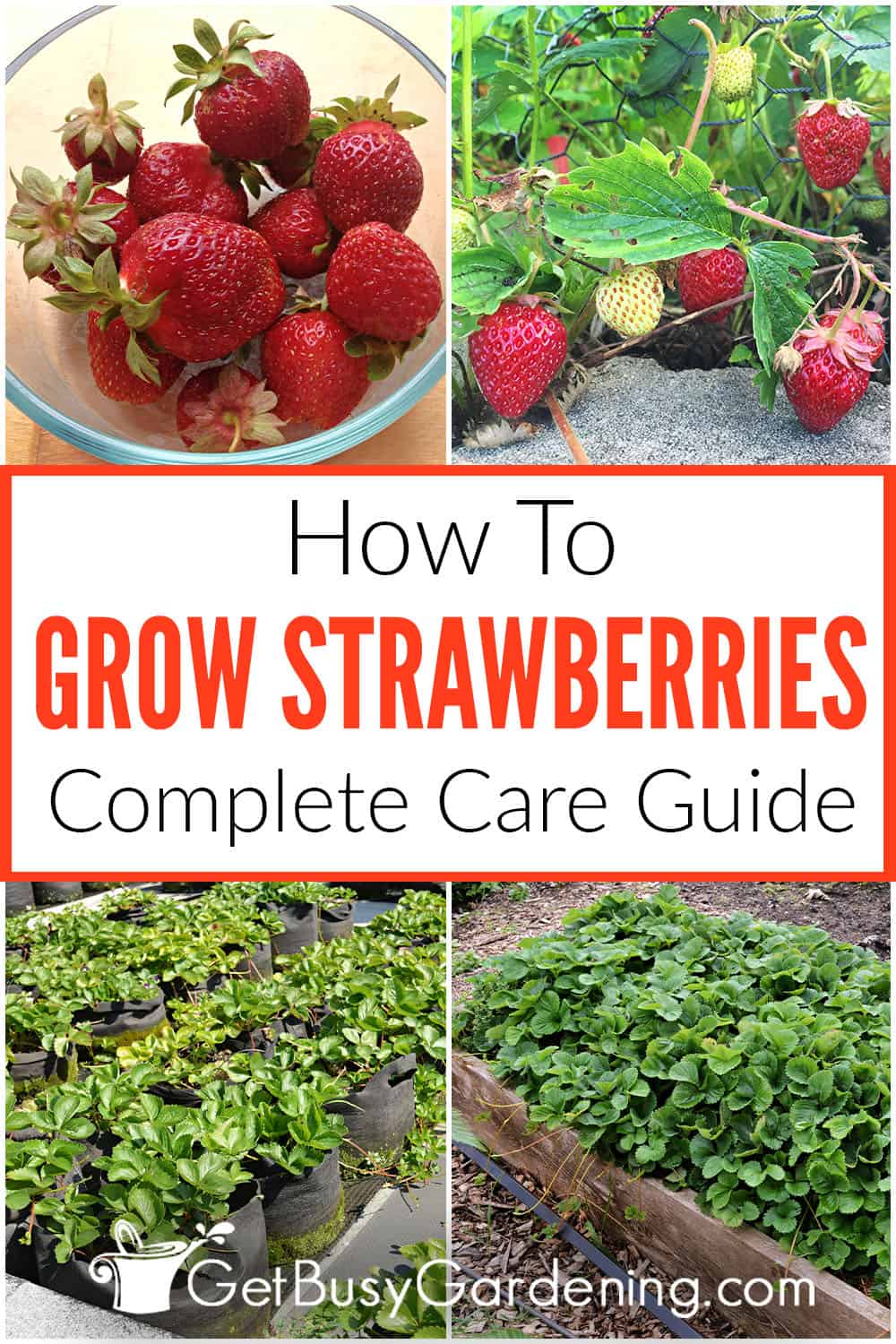 Growing Strawberries - The Complete How To Guide - Get Busy Gardening