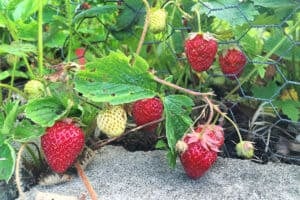 How To Grow Strawberries At Home