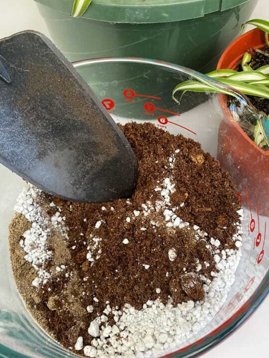 Spider Plant Soil & How To Choose The Best Potting Mix - Get Busy Gardening