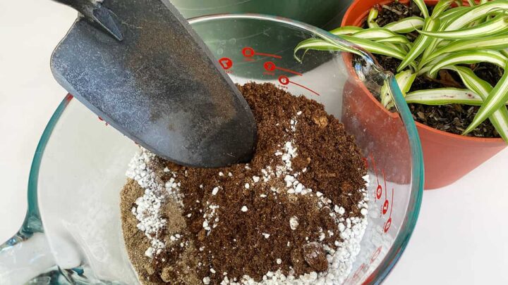 Spider Plant Soil & How To Choose The Best Potting Mix - Get Busy Gardening