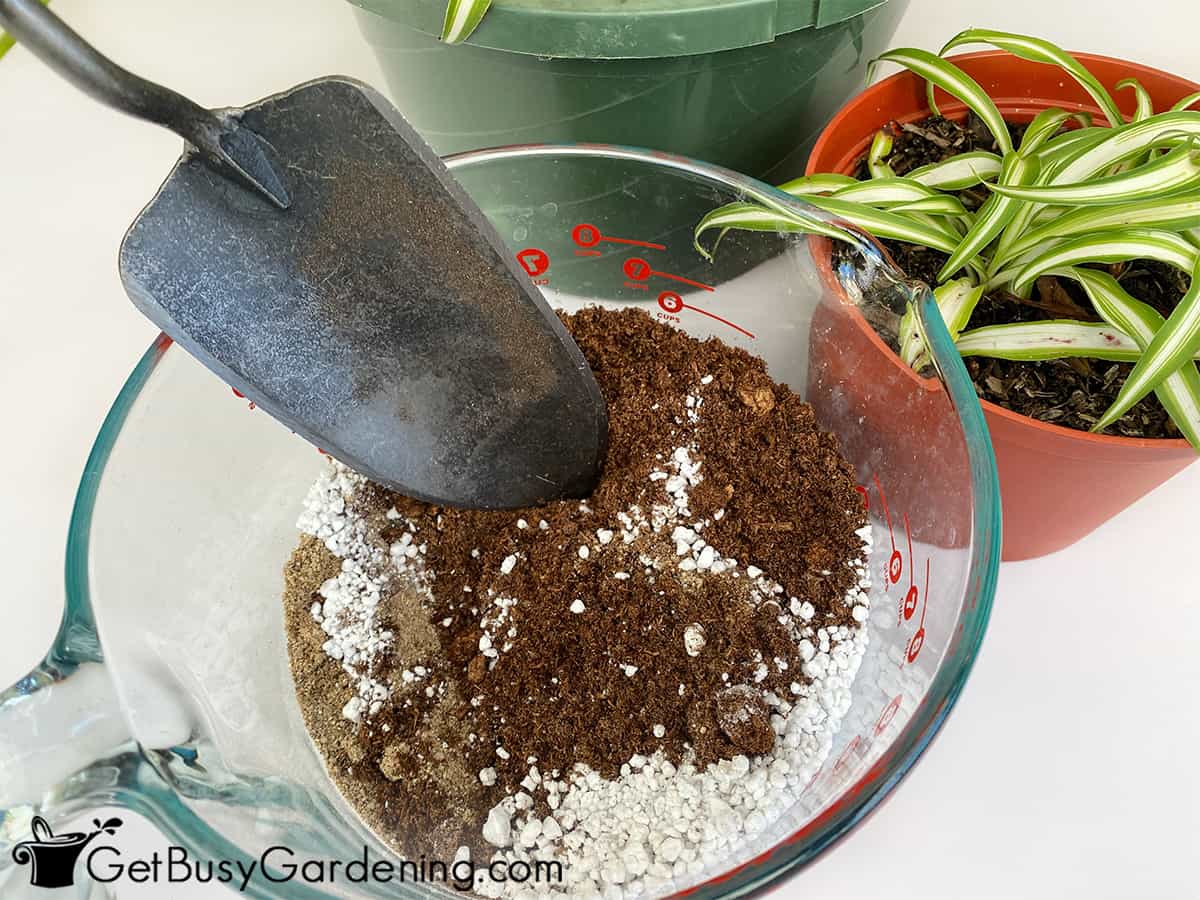 Spider Plant Soil & How To Choose The Best Potting Mix Get Busy Gardening