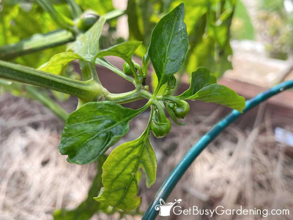New pepper leaves forming after pruning