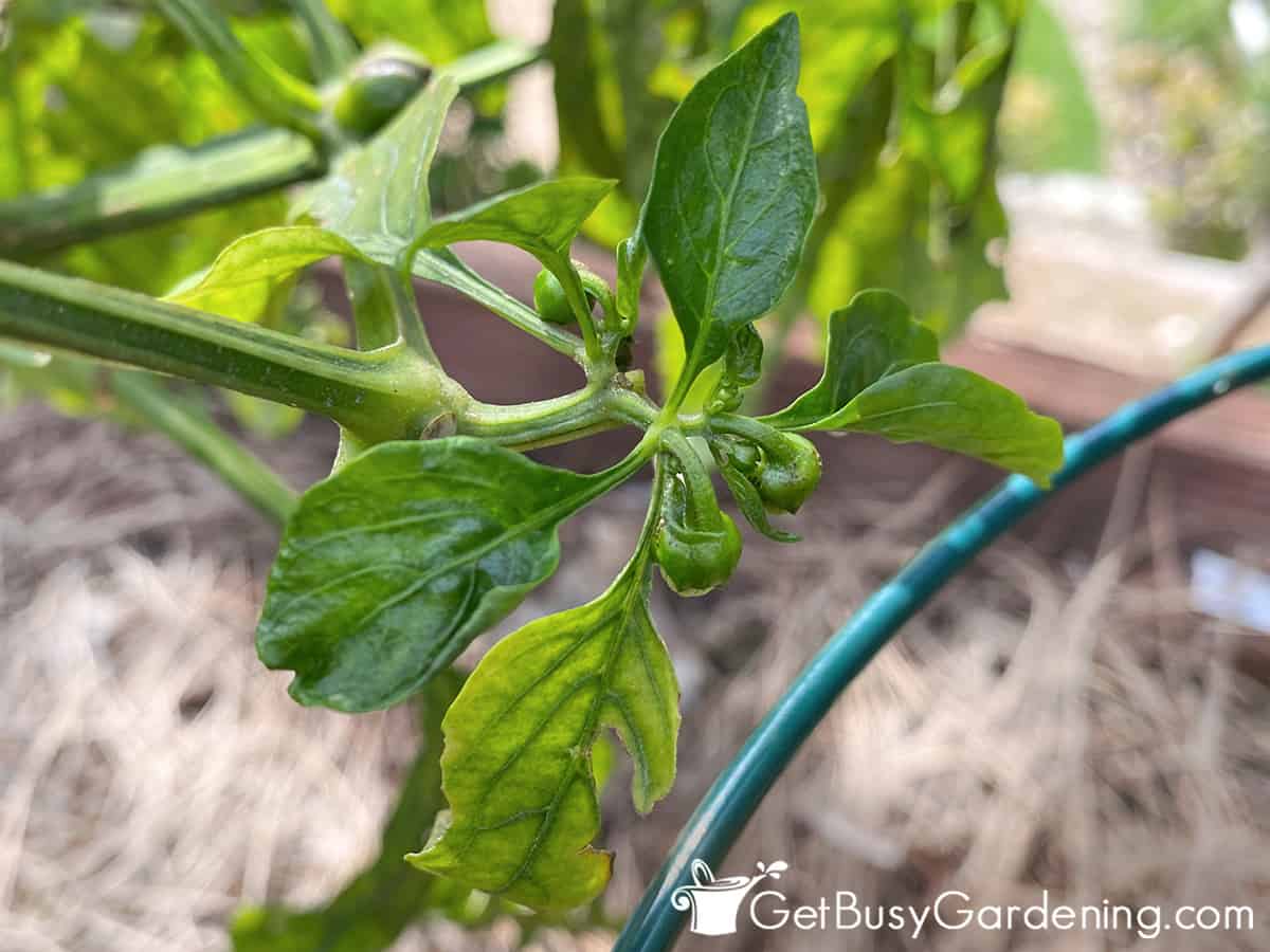 How To Prune Pepper Plants For Maximum Yield (In 5 Steps!) - Get Busy ...