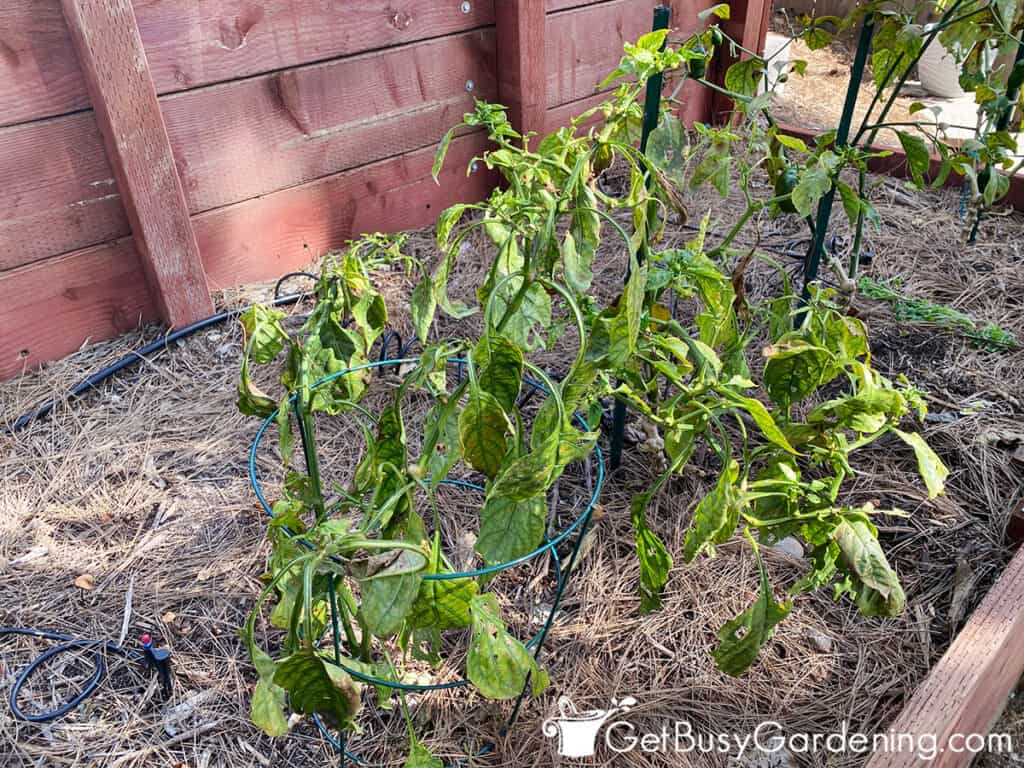 Overgrown pepper plant that needs pruning