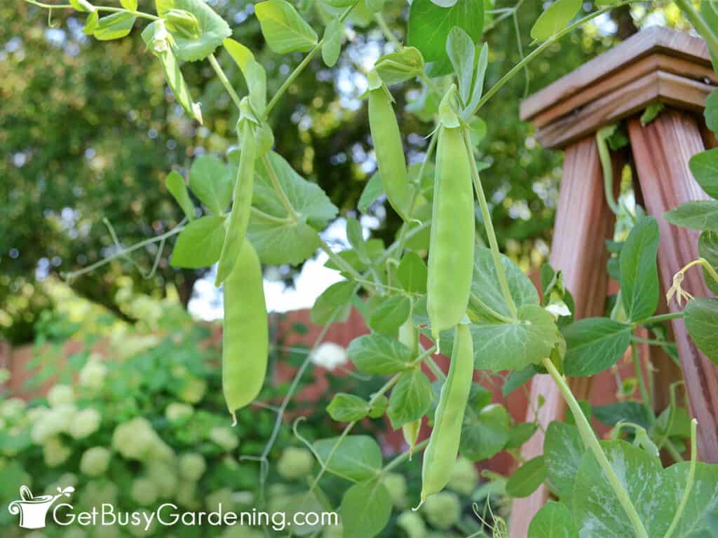 Pea pods forming on the plant