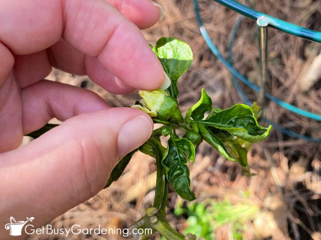 Pinching off pepper flower buds