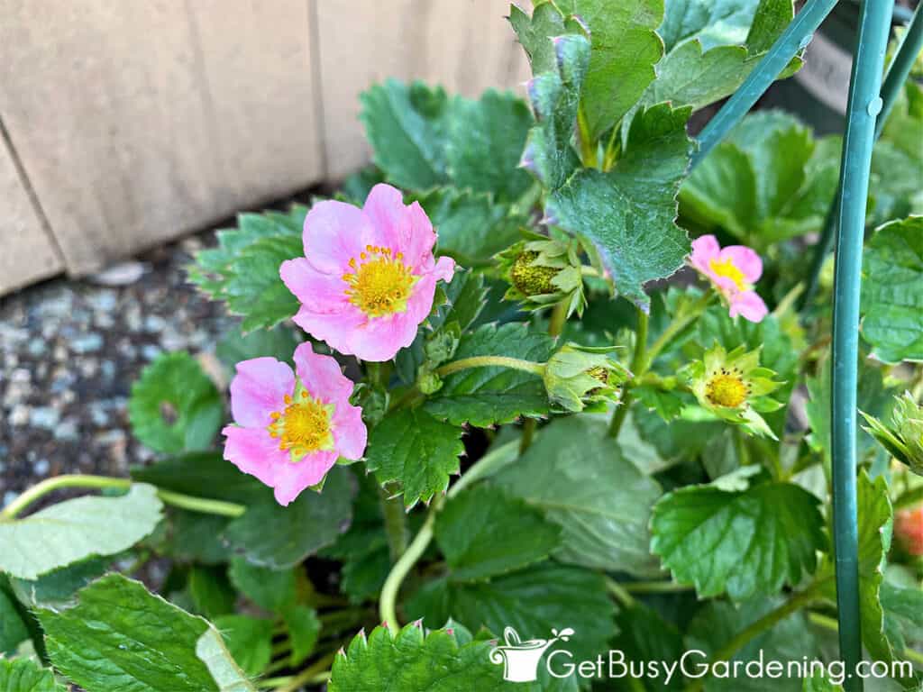 Pink flowers on strawberry plant