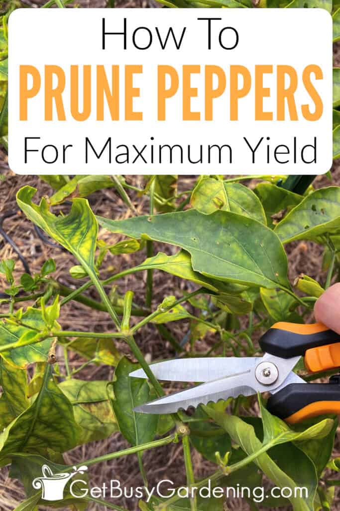 How To Prune Peppers For Maximum Yield