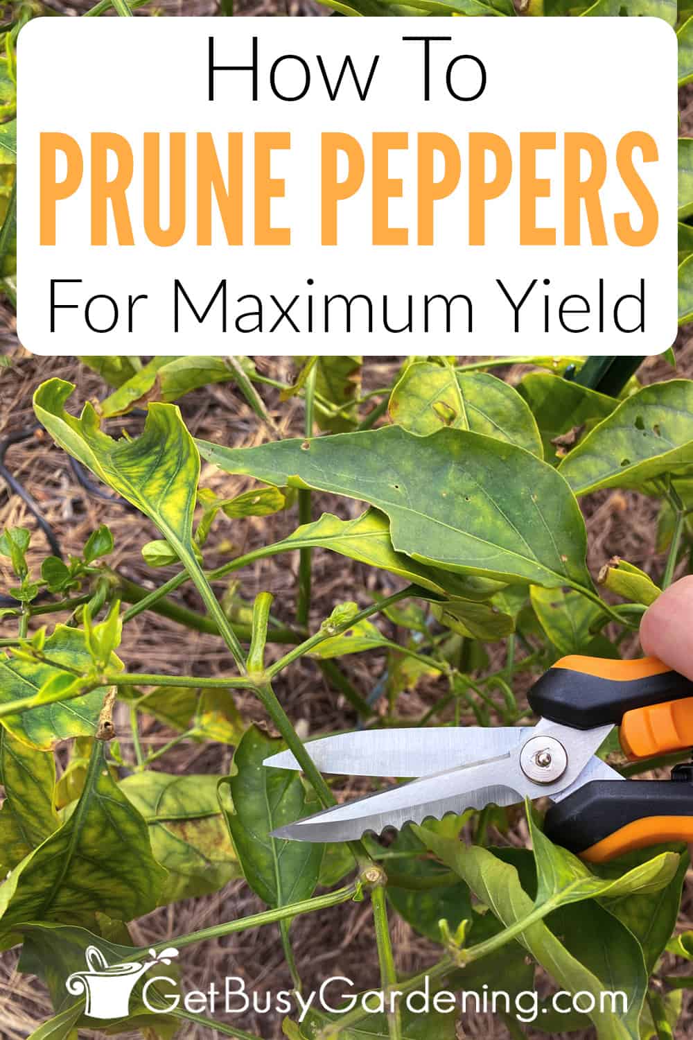 How To Prune Pepper Plants For Maximum Yield (In 5 Steps!) Get Busy