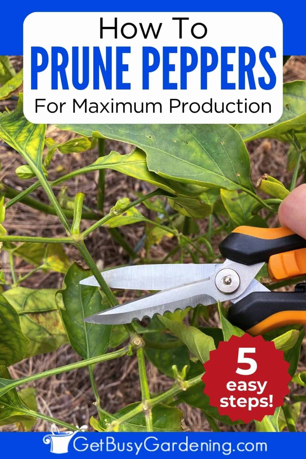 How To Prune Pepper Plants For Maximum Yield In 5 Steps Get Busy How To Prune Pepper Plants For Maximum Yield In 5 Steps Get Busy