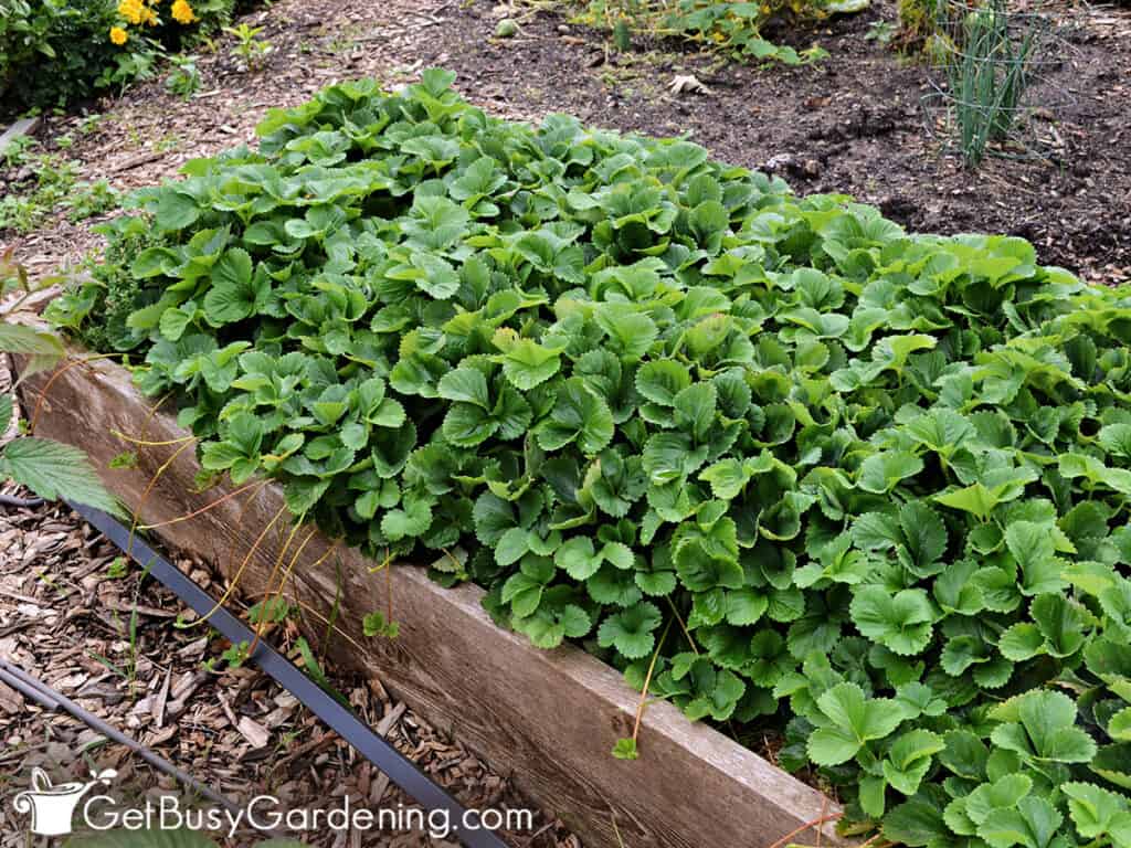 Raised bed filled with strawberry plants
