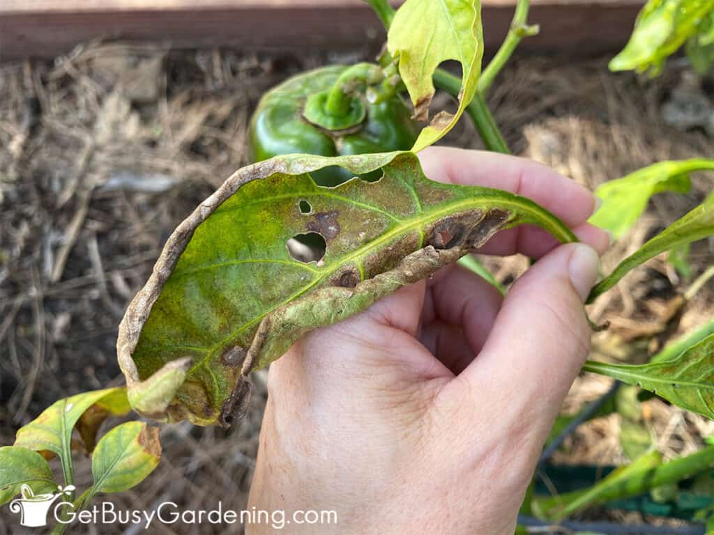 Removing dying leaves from my pepper plant