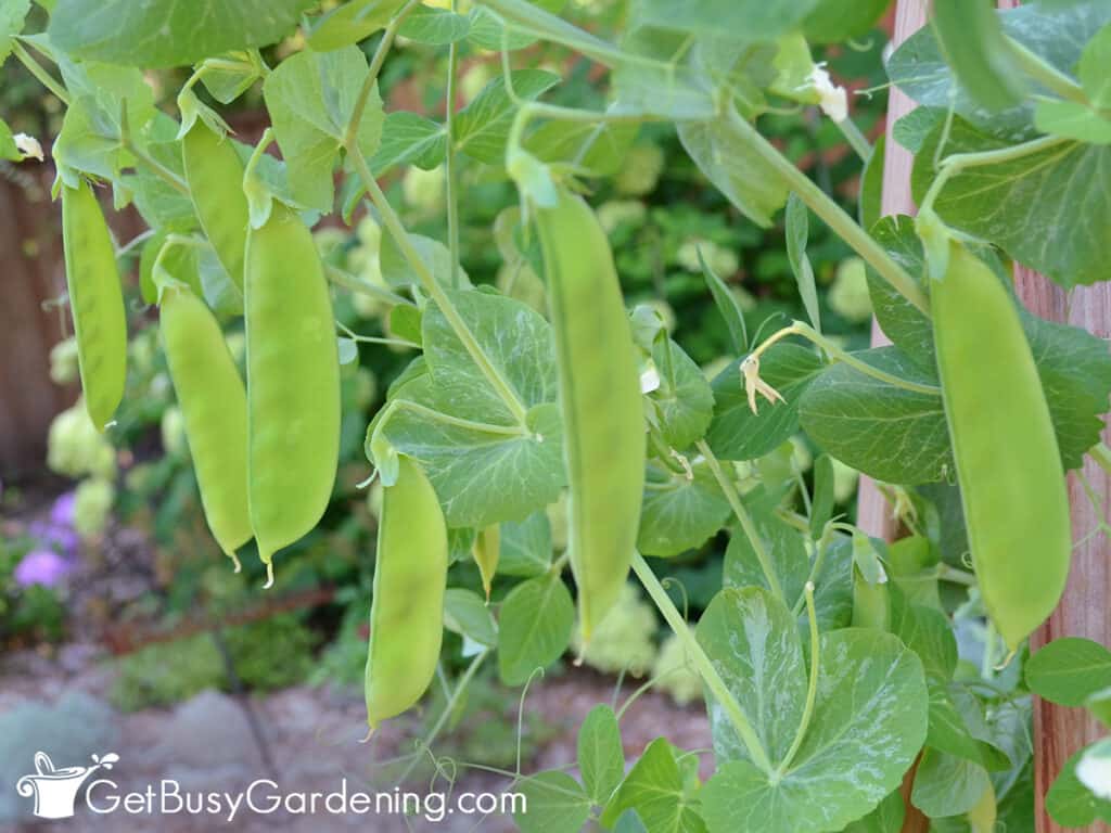 Snow peas dangling down from the vine