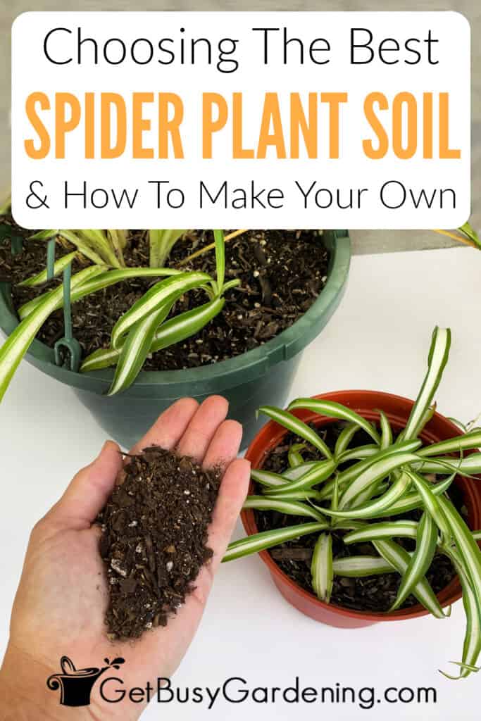 Choosing The Best Spider Plant Soil & How To Make Your Own