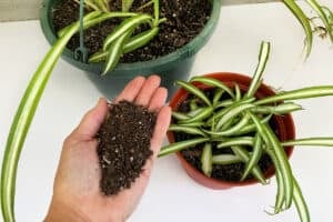 My hand holding soil next to two potted spider plants