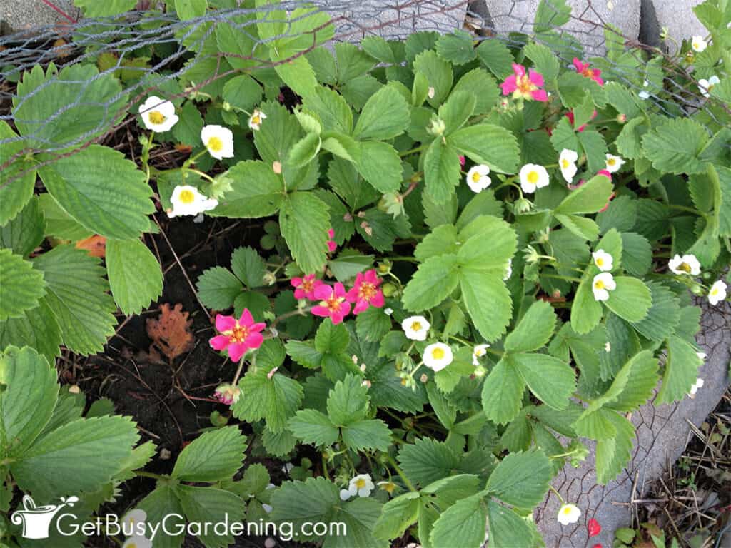 Two types of strawberries growing together