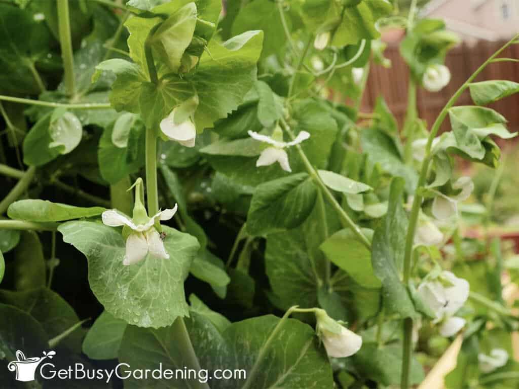 White flowers on a pea plant
