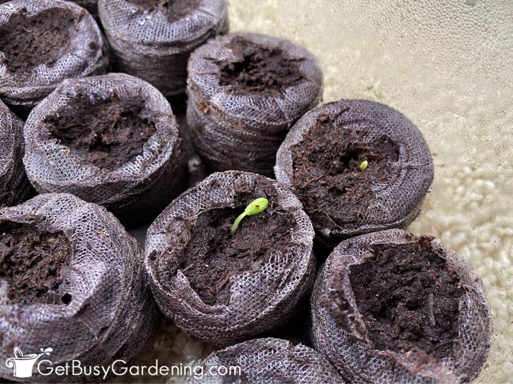 Baby cucamelon seedling germinating