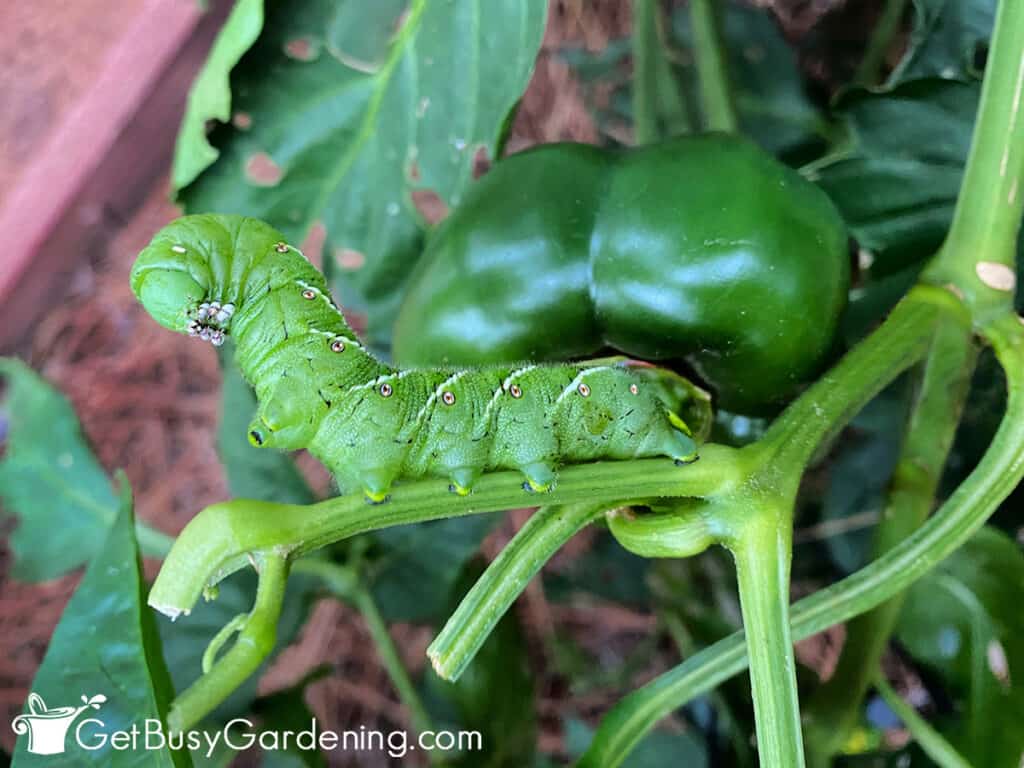 Hornworm caterpillar on a pepper plant