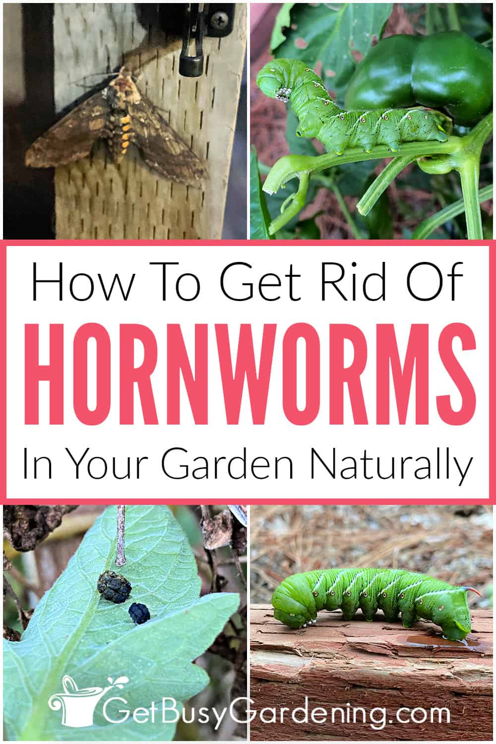 How To Get Rid Of Hornworms Naturally - Get Busy Gardening