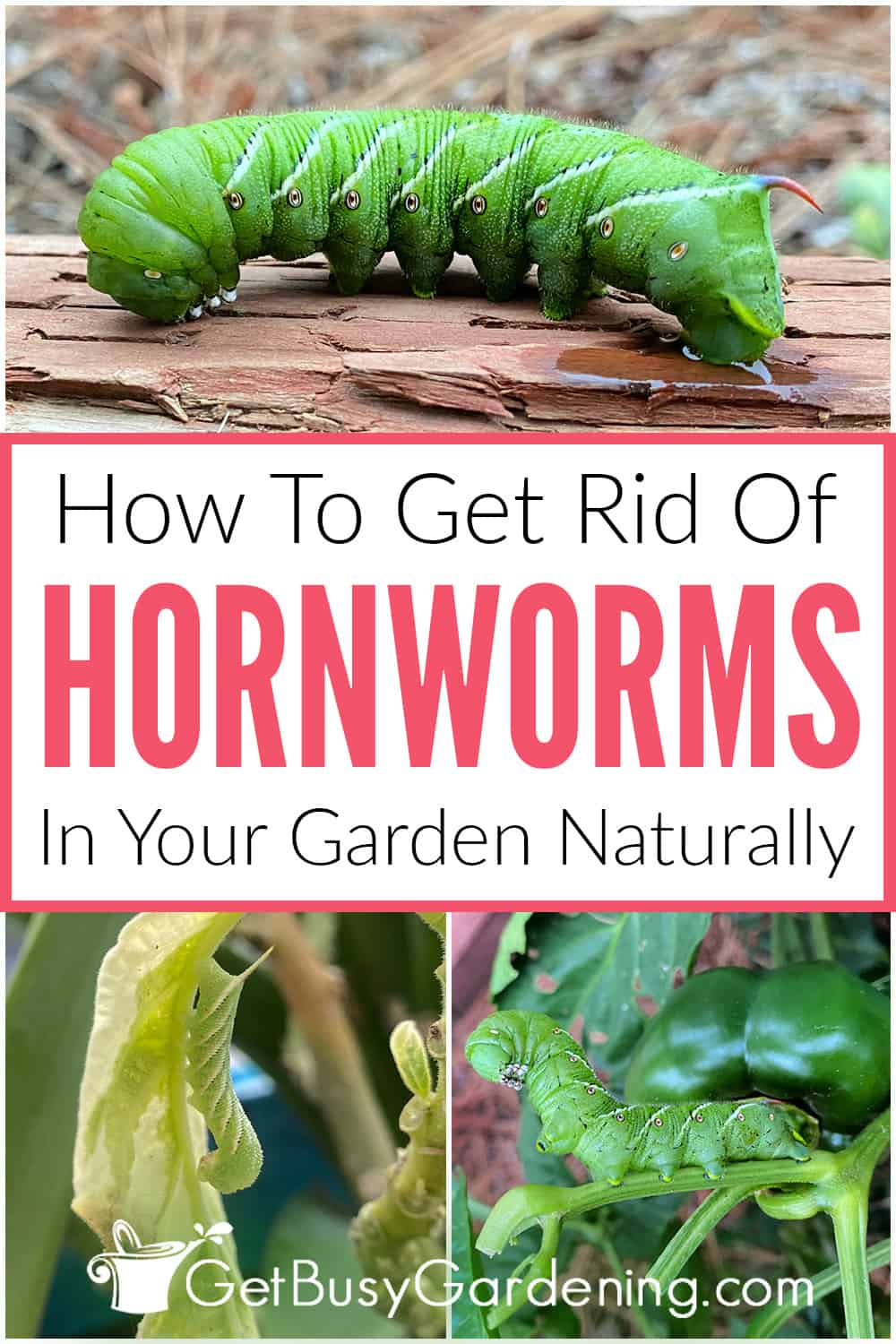 How To Get Rid Of Hornworms Naturally Get Busy Gardening