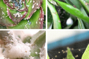 quad photo of mealybugs, aphids, spider mites and scale bugs