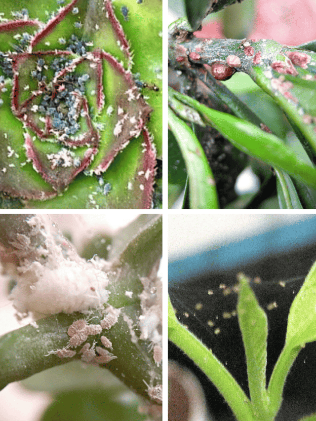 How to Identify Common Types of Houseplant Pests