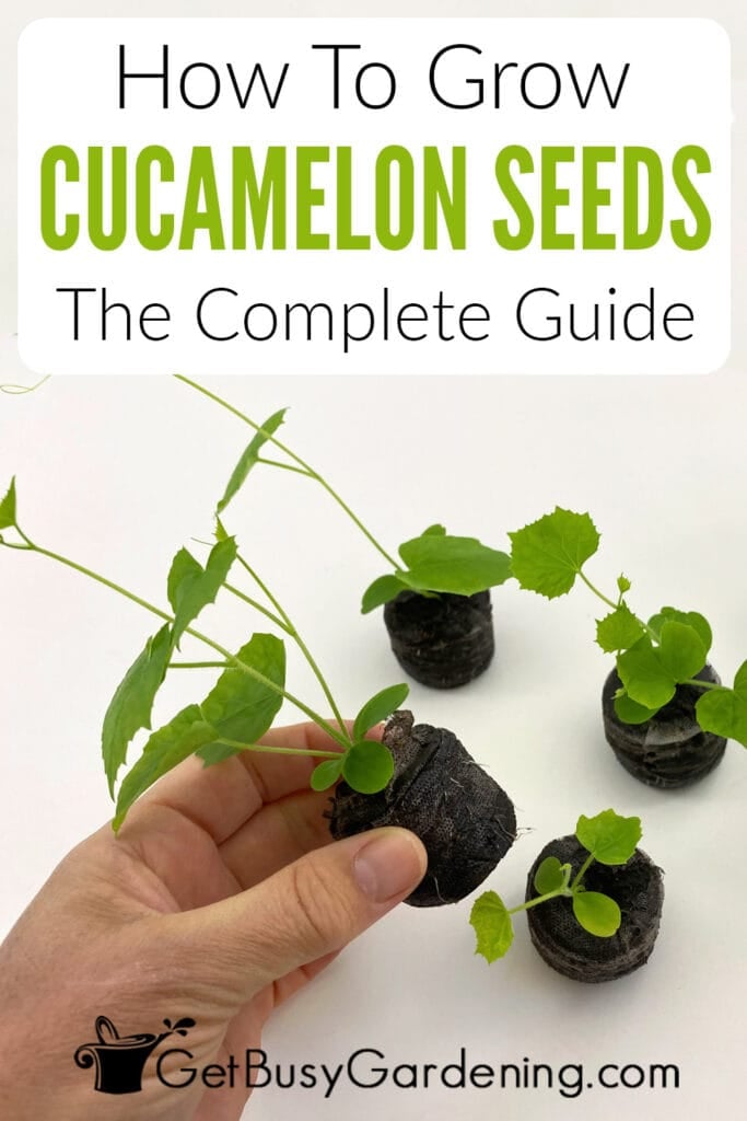 How To Grow Cucamelon Seeds The Complete Guide