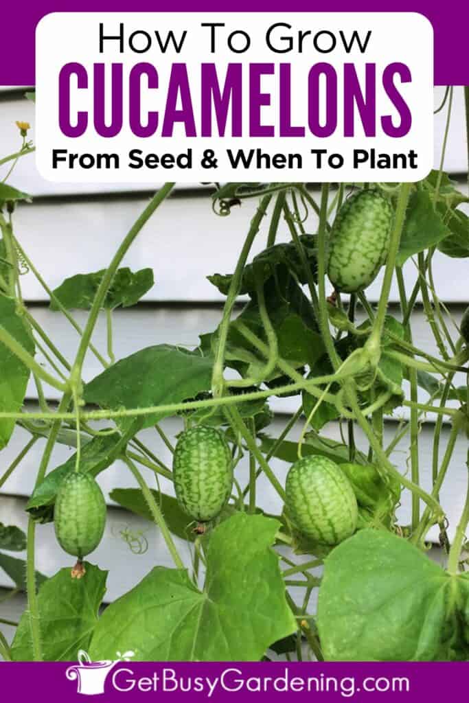 How To Grow Cucamelon Seeds The Complete Guide