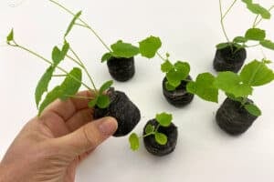 How To Grow Cucamelons From Seed & When To Plant