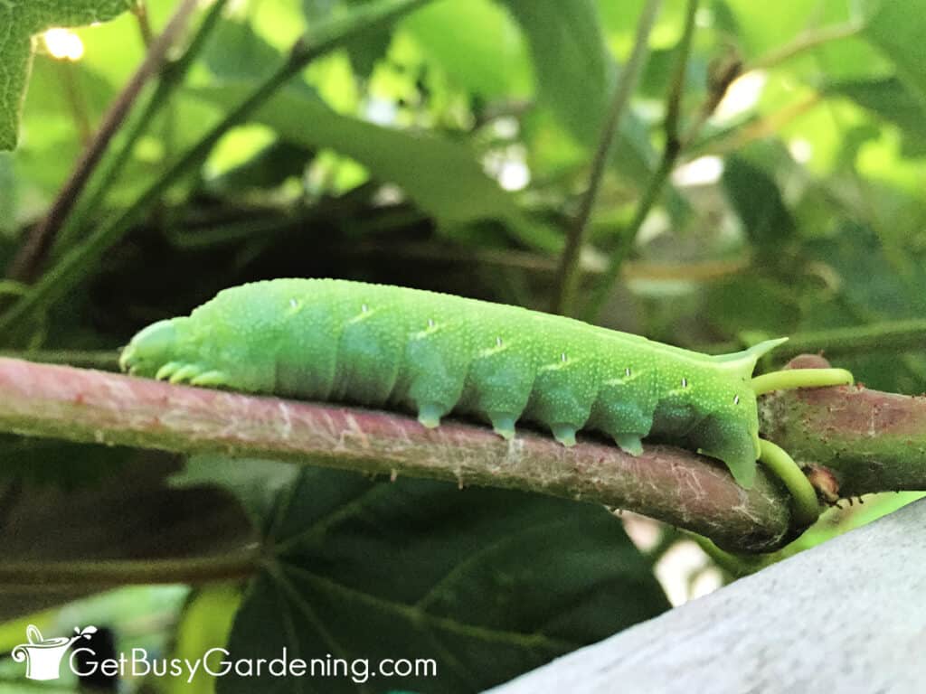 Green hornworm caterpillar on grapevine