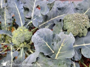 Growing Broccoli The Complete How To Guide Get Busy Gardening Growing Broccoli 300x225