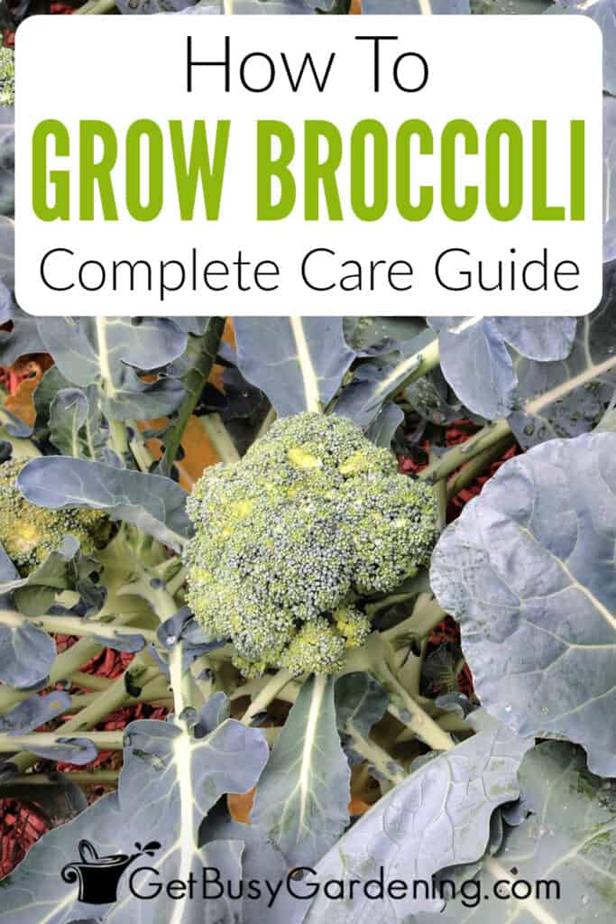 How To Grow Broccoli Complete Care Guide