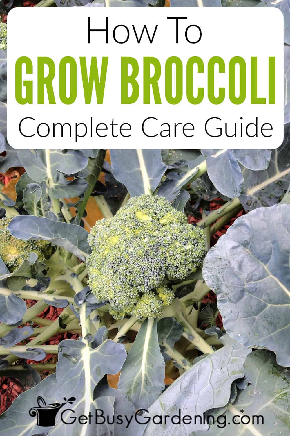 Growing Broccoli - The Complete How To Guide - Get Busy Gardening