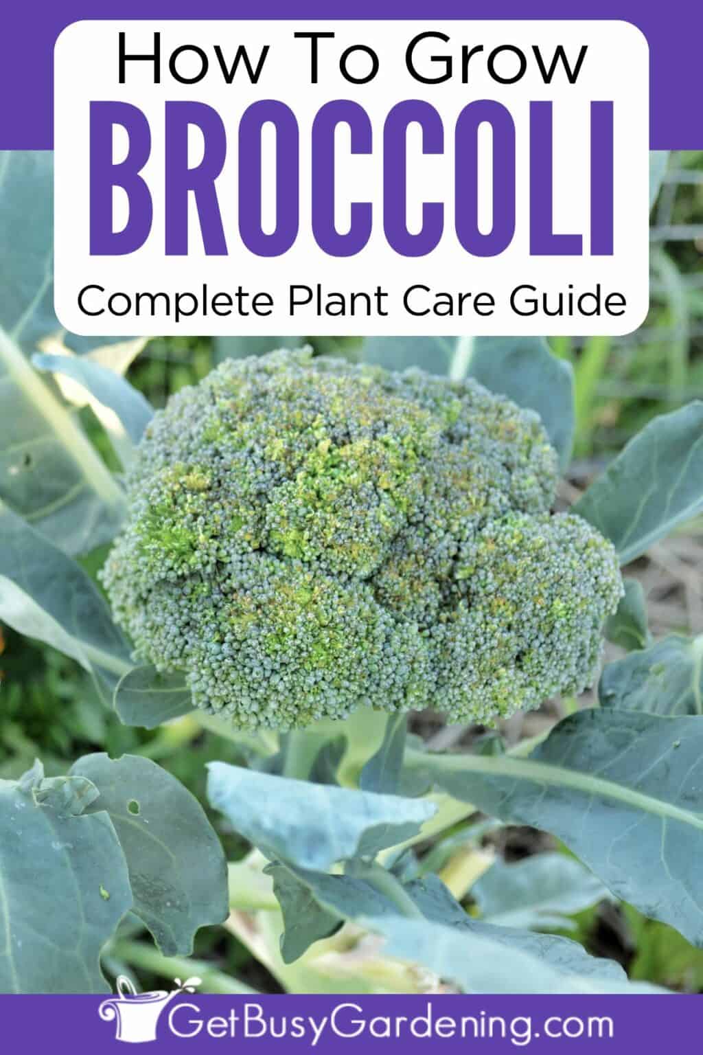 Growing Broccoli - The Complete How To Guide - Get Busy Gardening