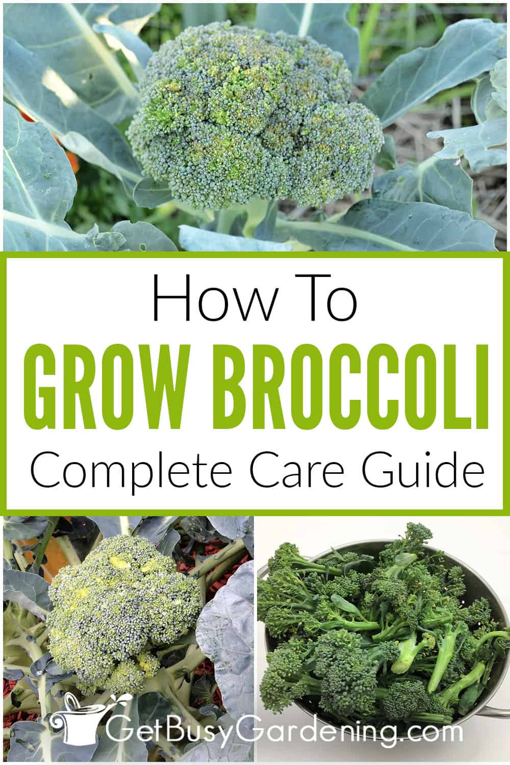 Growing Broccoli - The Complete How To Guide - Get Busy Gardening