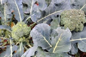 How To Grow Broccoli At Home