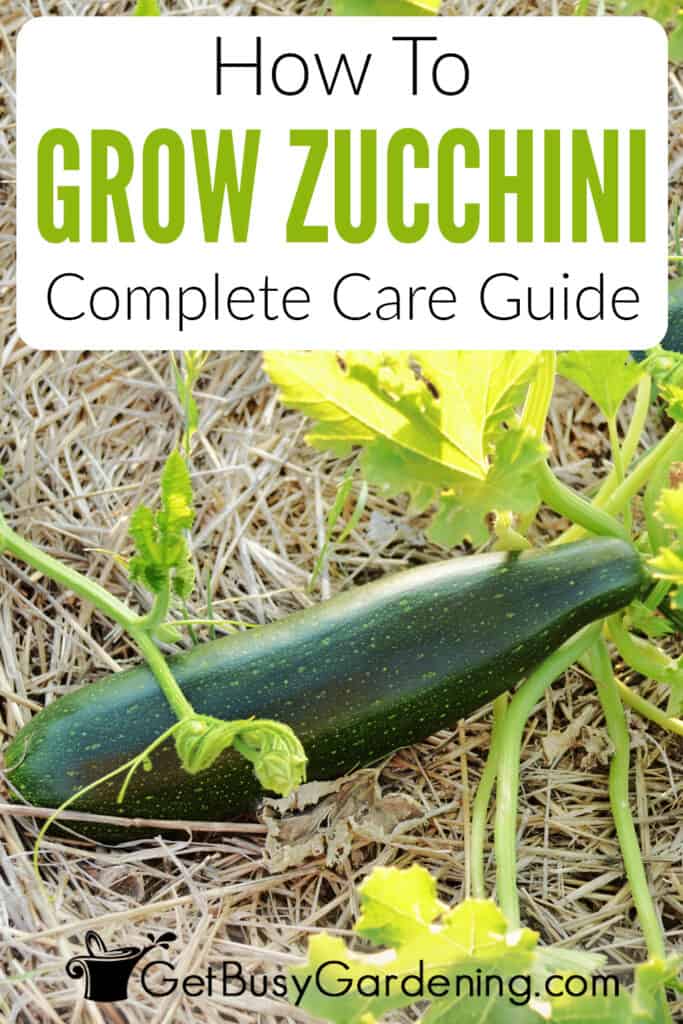 How To Grow Zucchini Complete Care Guide