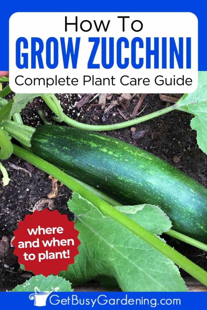 How To Grow Zucchini Complete Care Guide