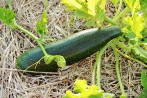 How To Grow Zucchini At Home