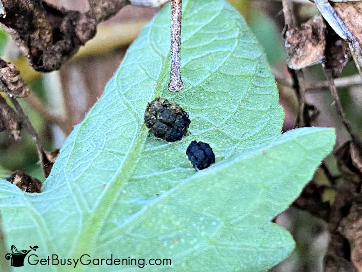 How To Get Rid Of Hornworms Naturally Get Busy Gardening