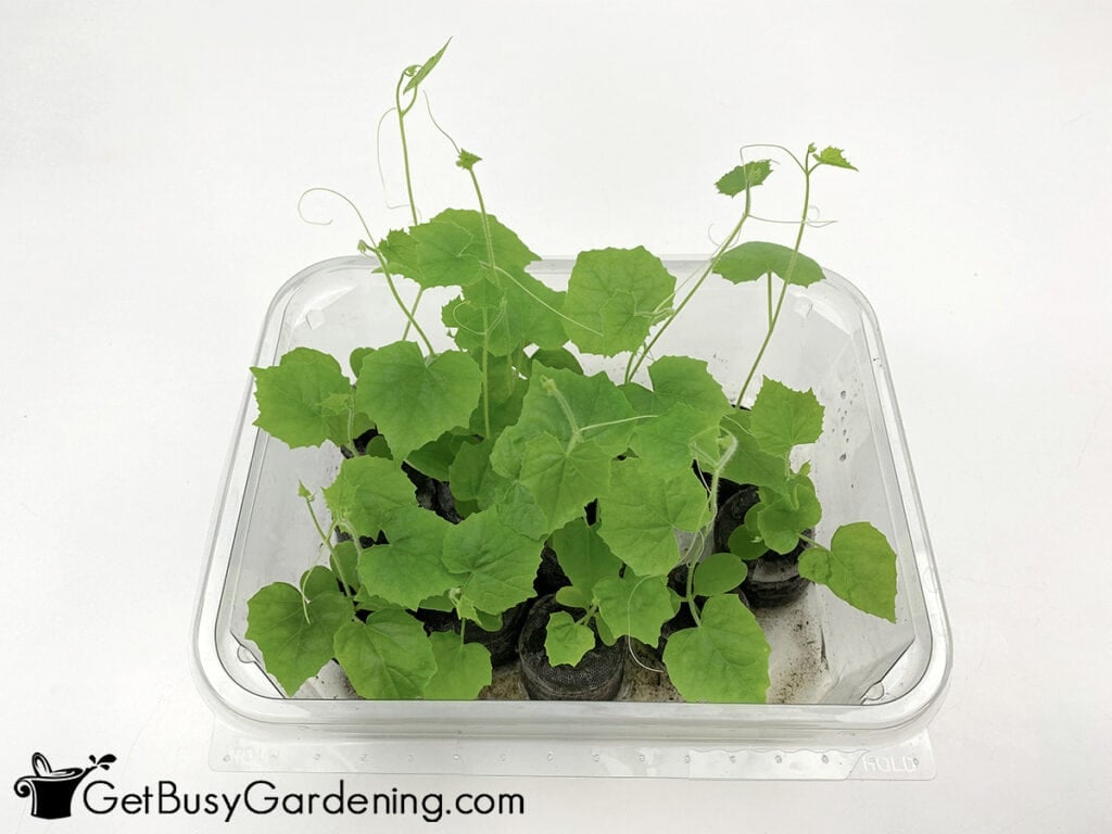 Large cucamelon seedlings in a clear tray