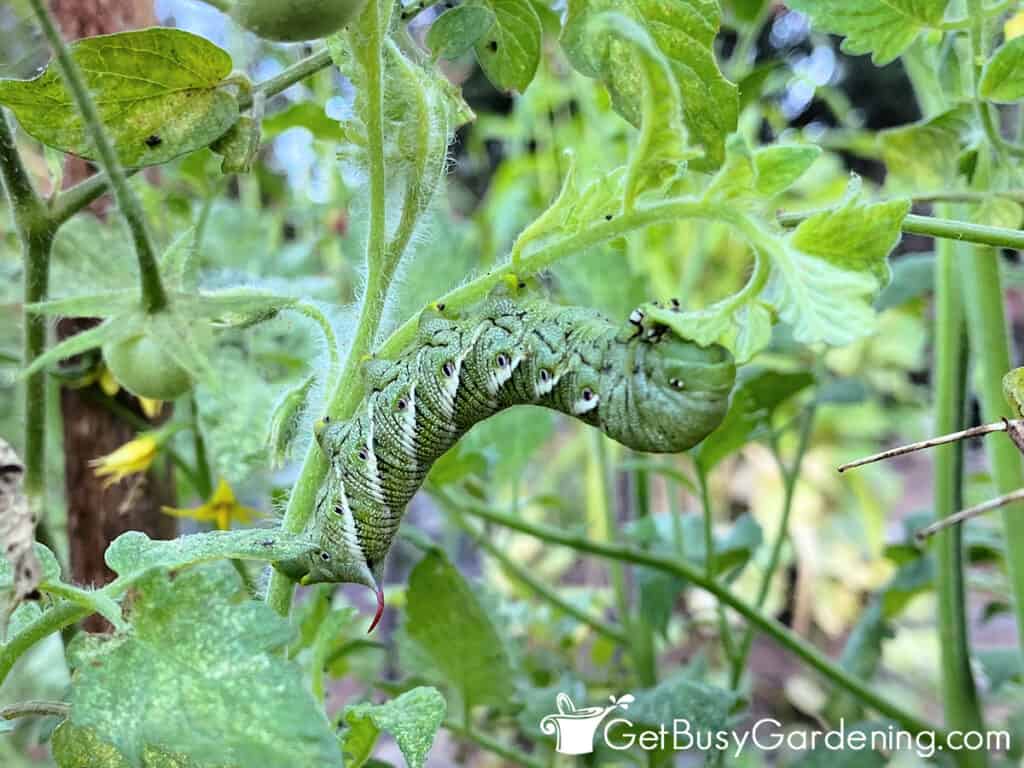 Large hornworm caterpillar eating tomato plant